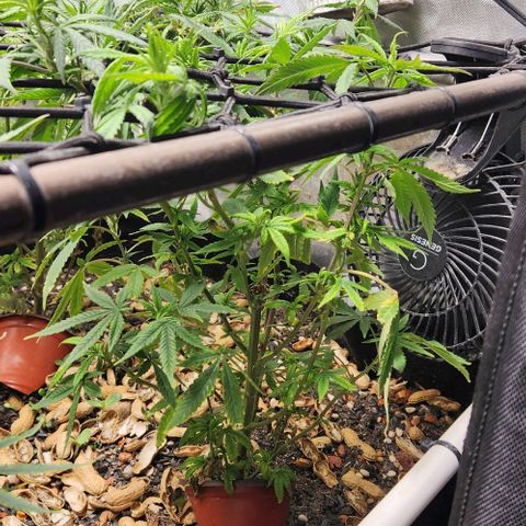 Strawberry Cough growlog timeline photo