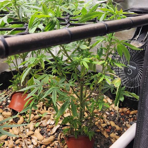 Strawberry Cough growlog timeline photo