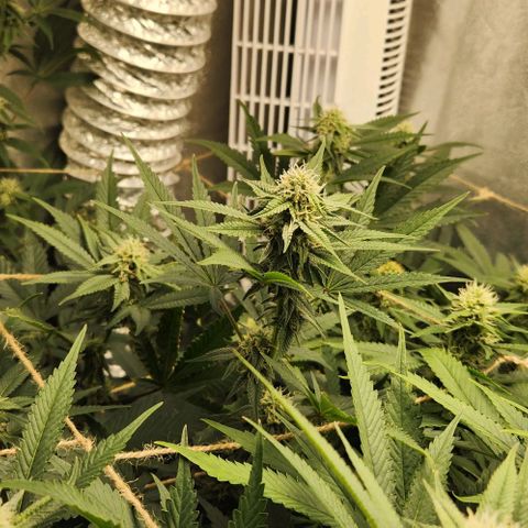 God Bud #1 growlog timeline photo
