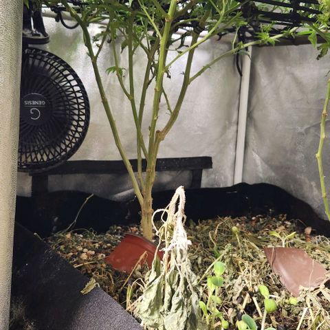 God Bud #1 growlog timeline photo