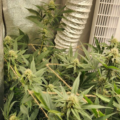 God Bud #1 growlog timeline photo