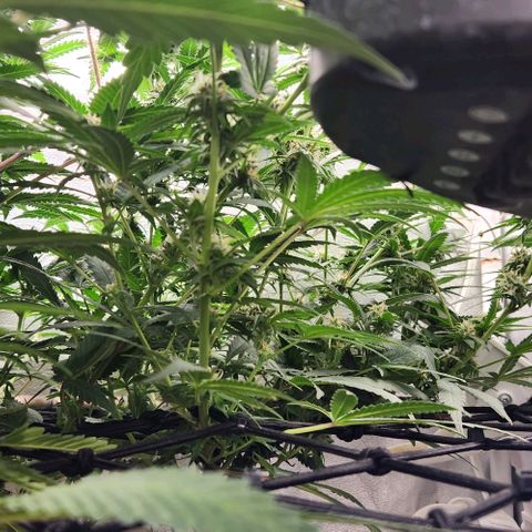 God Bud #2 growlog timeline photo