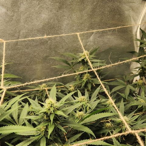 God Bud #2 growlog timeline photo