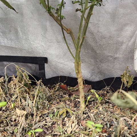 God Bud #2 growlog timeline photo