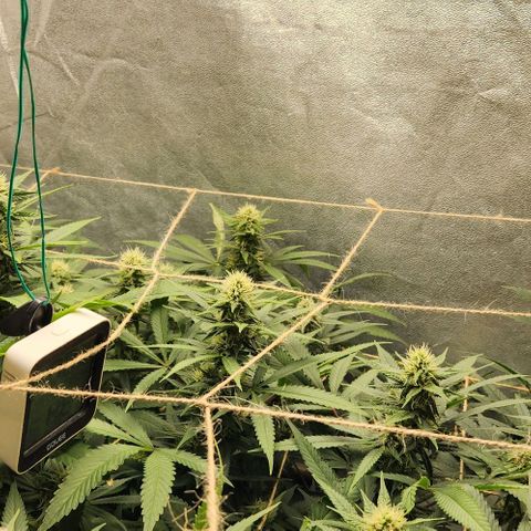 Purple Buddha #1 growlog timeline photo