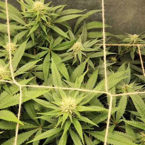 Purple Buddha #1 growlog timeline photo
