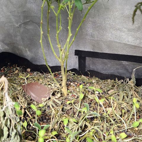 Purple Buddha #1 growlog timeline photo