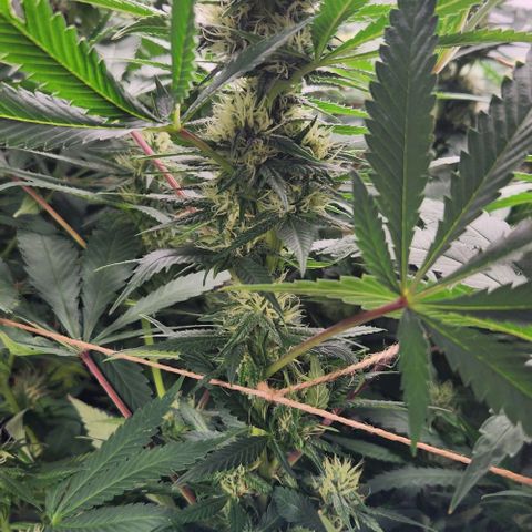 Purple Buddha #2 growlog timeline photo