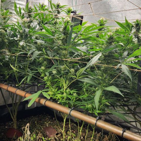 Purple Buddha #2 growlog timeline photo