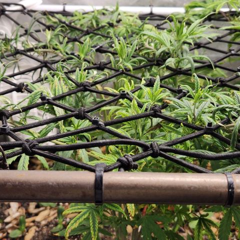 Pineapple Express growlog timeline photo