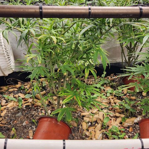 Pineapple Express growlog timeline photo