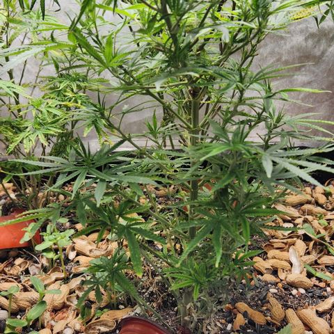 BLUE DREAM growlog timeline photo