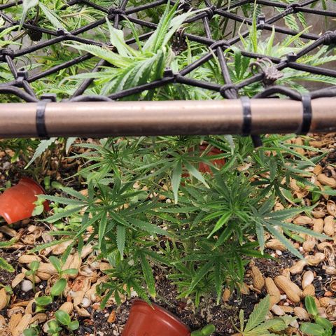 BLUE DREAM growlog timeline photo