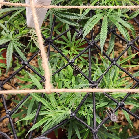 BLUE DREAM growlog timeline photo