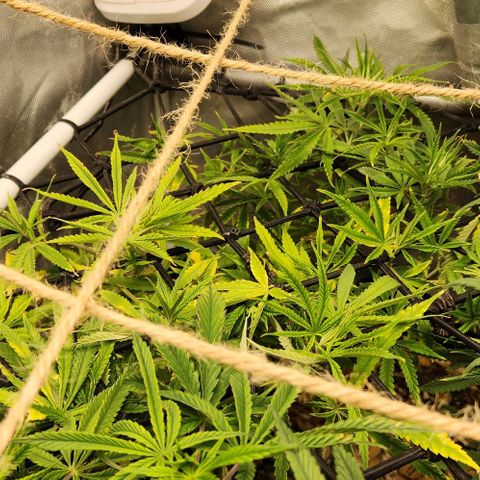 Platinum Girl Scout Cookies growlog timeline photo