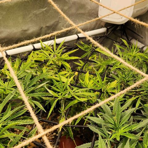 Platinum Girl Scout Cookies growlog timeline photo