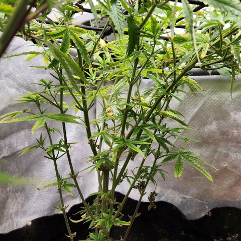 Platinum Girl Scout Cookies growlog timeline photo