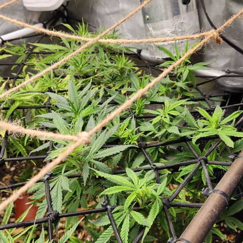 Strawberry Cough growlog timeline photo