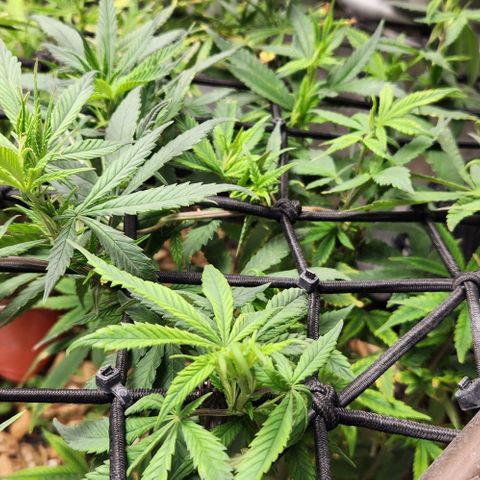Strawberry Cough growlog timeline photo