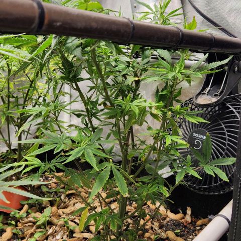 Strawberry Cough growlog timeline photo