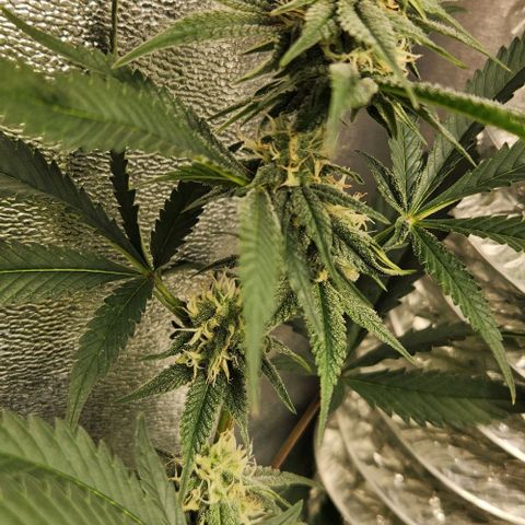 God Bud #1 growlog timeline photo