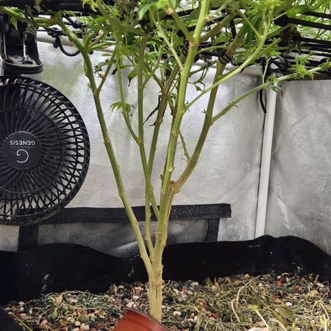 God Bud #1 growlog timeline photo