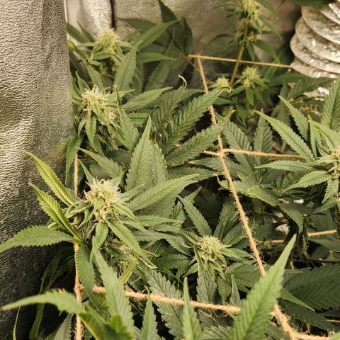 God Bud #1 growlog timeline photo