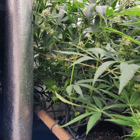 God Bud #1 growlog timeline photo