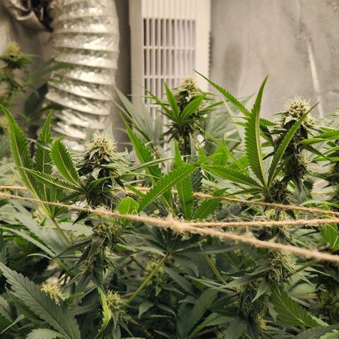 God Bud #1 growlog timeline photo
