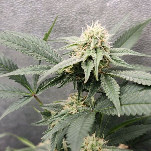 God Bud #2 growlog timeline photo
