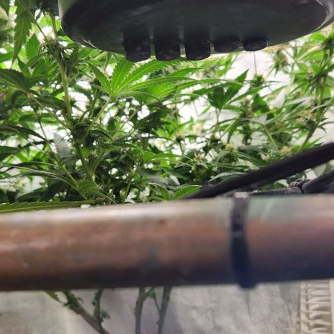 God Bud #2 growlog timeline photo