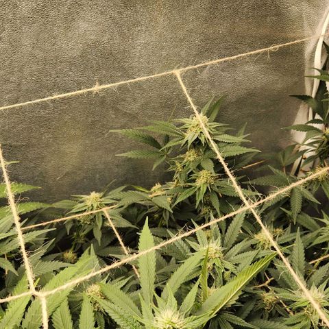 God Bud #2 growlog timeline photo