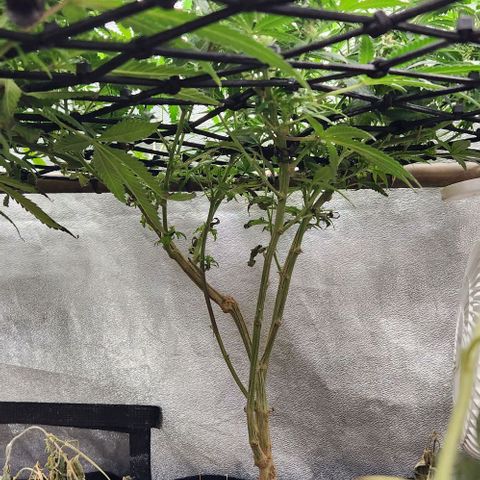 God Bud #2 growlog timeline photo