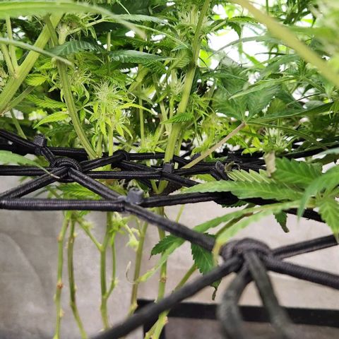 Purple Buddha #1 growlog timeline photo