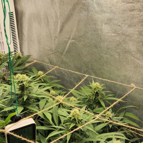 Purple Buddha #1 growlog timeline photo
