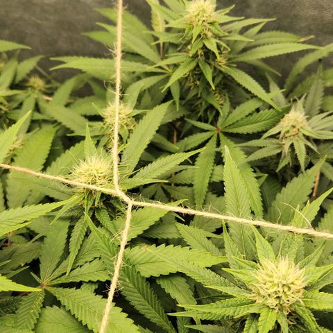 Purple Buddha #1 growlog timeline photo