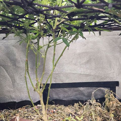 Purple Buddha #1 growlog timeline photo