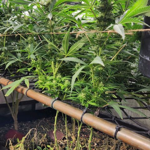 Purple Buddha #2 growlog timeline photo