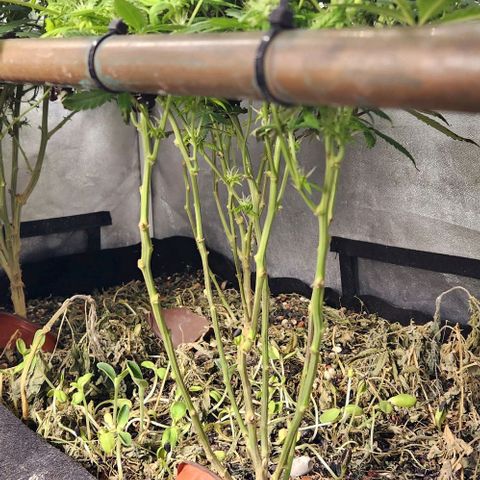 Purple Buddha #2 growlog timeline photo
