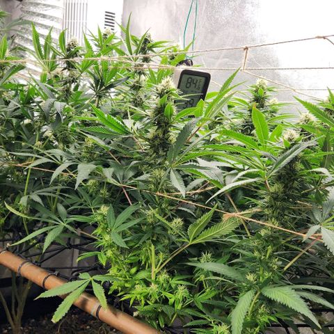 Purple Buddha #2 growlog timeline photo