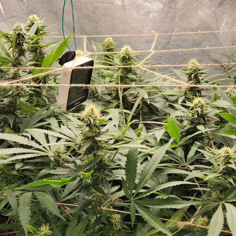 Purple Buddha #2 growlog timeline photo