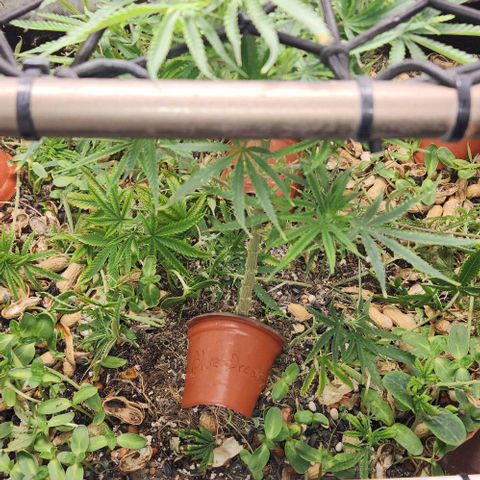 BLUE DREAM growlog timeline photo