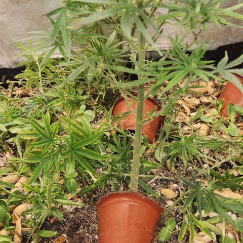 BLUE DREAM growlog timeline photo