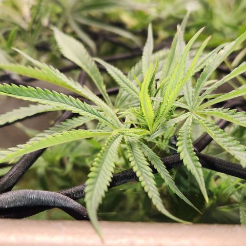 BLUE DREAM growlog timeline photo