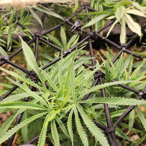 BLUE DREAM growlog timeline photo