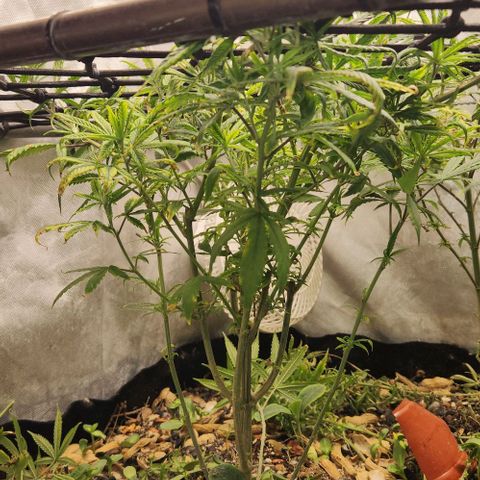 Pineapple Express growlog timeline photo