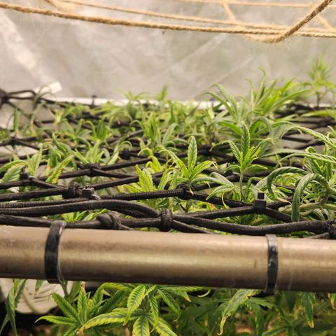 Pineapple Express growlog timeline photo