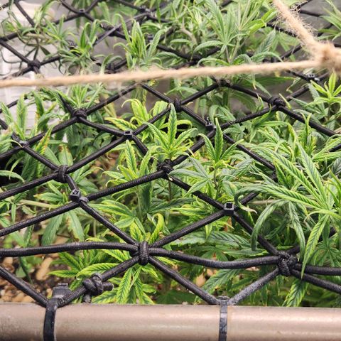 Pineapple Express growlog timeline photo