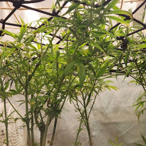 Pineapple Express growlog timeline photo