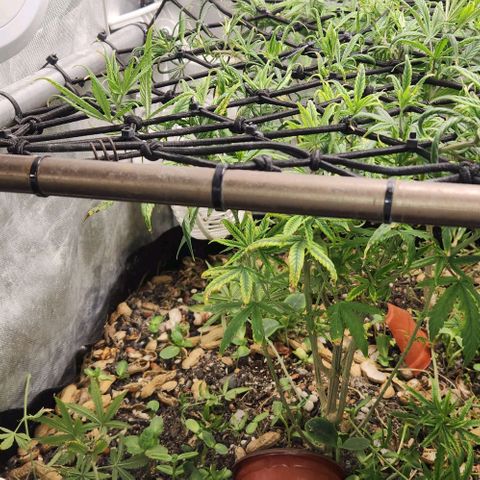 Pineapple Express growlog timeline photo